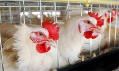 产蛋鸡强制换羽注意事项有哪些？