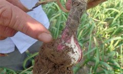 怎样防治蒜蛆,有哪几种方法?