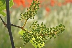 葡萄落花落果的原因是什么、怎么回事？