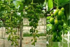 葡萄落花落果怎么防治、怎么处理？