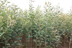 如何选择优质苹果苗和确定合理的苹果栽植密度