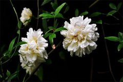 木香花的花语和寓意，如何栽培和养护木香花？