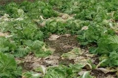 大白菜田土壤人为污染的途径和危害有哪些?