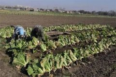 大白菜田土壤板结是什么原因?