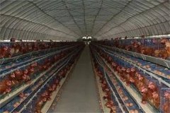 不同类型鸡舍的光照管理方法简介