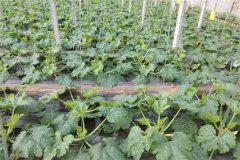 越冬大茬西葫芦种植要适当稀植和合理摘叶