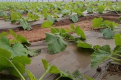 西葫芦苗期如何管理才能防止西葫芦苗期徒长