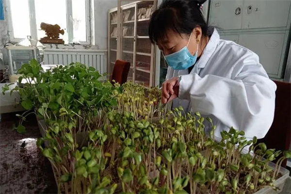 大豆种子质量测定和发芽试验