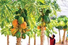 木瓜何时成熟何时采收，采收后怎样加工？