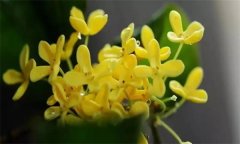 桂花什么时候开花，如何栽培和养护桂花？