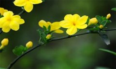迎春花是什么颜色，如何栽培和养护迎春花
