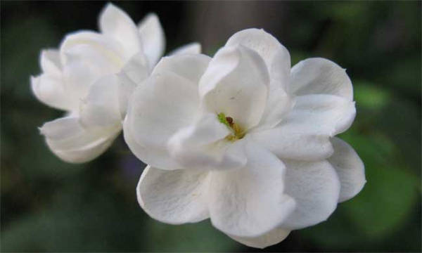 茉莉花什么时候开花