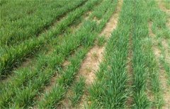 小麦冬春死苗原因及防治措施有哪些？