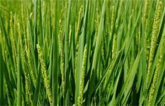 早春冬小麦进入返青拔节期后怎么管理？