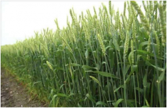 小麦赤霉病怎么防治 杨花期时遇阴雨天怎么办