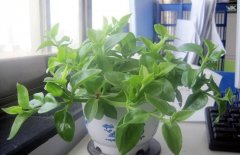办公室植物叶子发黄怎么办 是什么原因引起的？