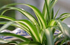 最适合新手种植的十大观赏植物