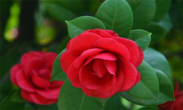 茶花