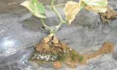 黄瓜肥害有哪些症状,如何预防和缓解黄瓜肥害