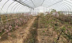 桃树设施栽培对品种有什么要求 有哪些优良品种