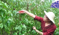 桃树设施栽培果实采收后怎样管理？