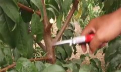 设施栽培桃树如何进行整形修剪？