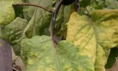 大棚茄子心叶发黄是什么原因?该怎么防治?