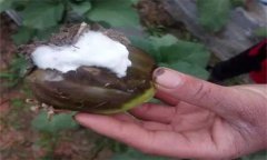 茄子烂果是什么原因,用什么药治疗?