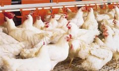 肉鸡健康养殖用药原则有哪些？