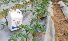 番茄施用生物菌肥有什么好处,有哪些注意事项