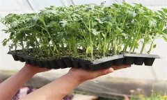 番茄穴盘育苗的好处 番茄定植有哪些注意事项