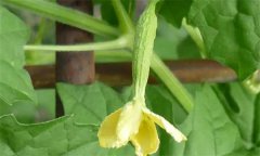 苦瓜生长环境条件要求有哪些?