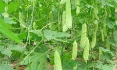 苦瓜生育期是多少天,其生育习性如何?