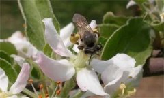 苹果壁蜂授粉技术包括哪些内容？