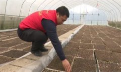 辣椒育苗床土如何配制?