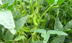 什么是大豆品种退化 大豆品种混杂退化原因简介