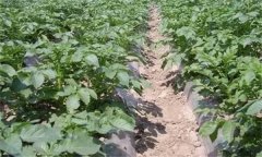 马铃薯实行间作套种有哪些基本要求?