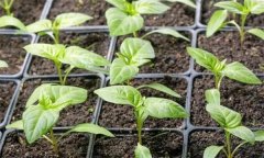 辣椒的生育期是多少天 不同生育期对施肥的要求