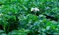 马铃薯、棉花怎样套种?