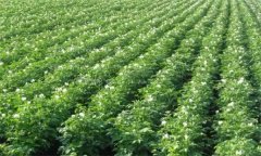 马铃薯种植为什么要轮作,轮作的基本要求是什