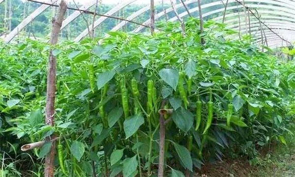 种植辣椒要优先选择什么样的品种