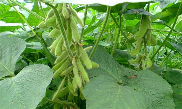黄豆的种植时间