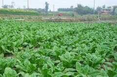 有机蔬菜种植的品种选择、栽培管理与肥料施用