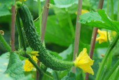 黄瓜的种植时间是什么时候,其生长习性如何?