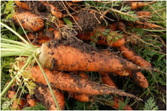 胡萝卜白粉病怎么防治,用什么药剂防治?