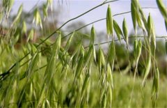 燕麦怎么种植，怎样进行种子处理和田间管理