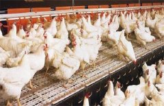 如何增加肉鸡食欲、提高肉鸡的品质