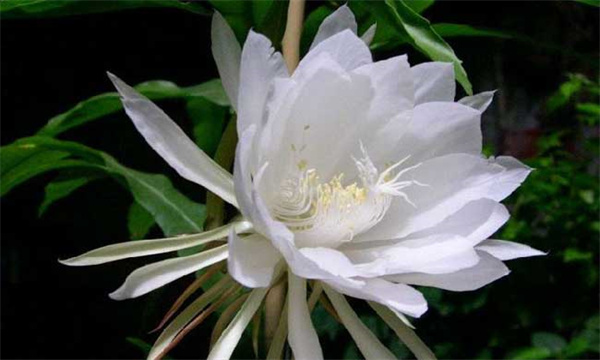 昙花什么时候开花