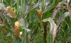 玉米几种重要的病害防治方法简介