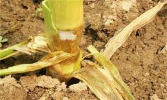 怎样防治玉米根腐病，其传播途径是什么？